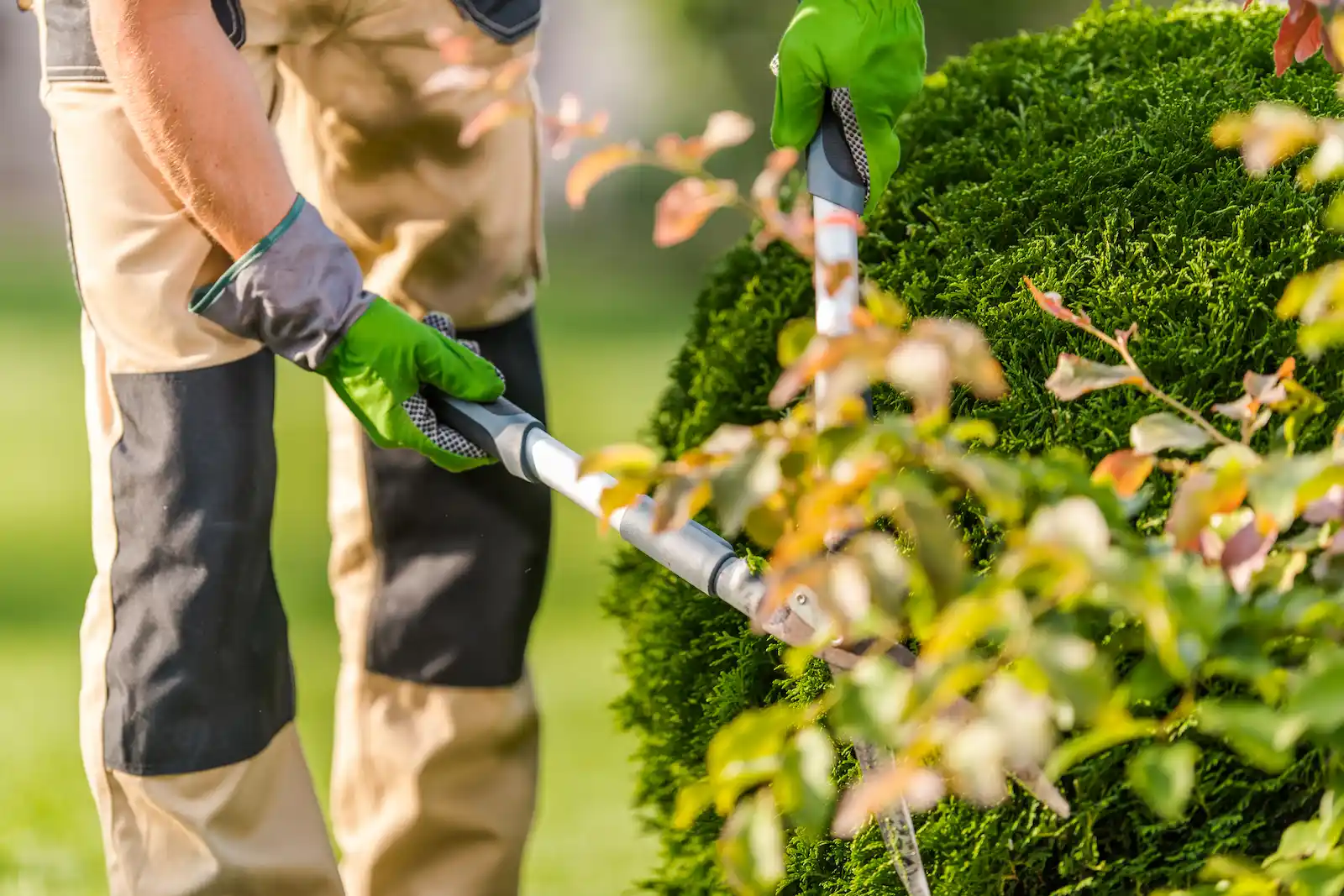 entretien de jardins à Montpellier