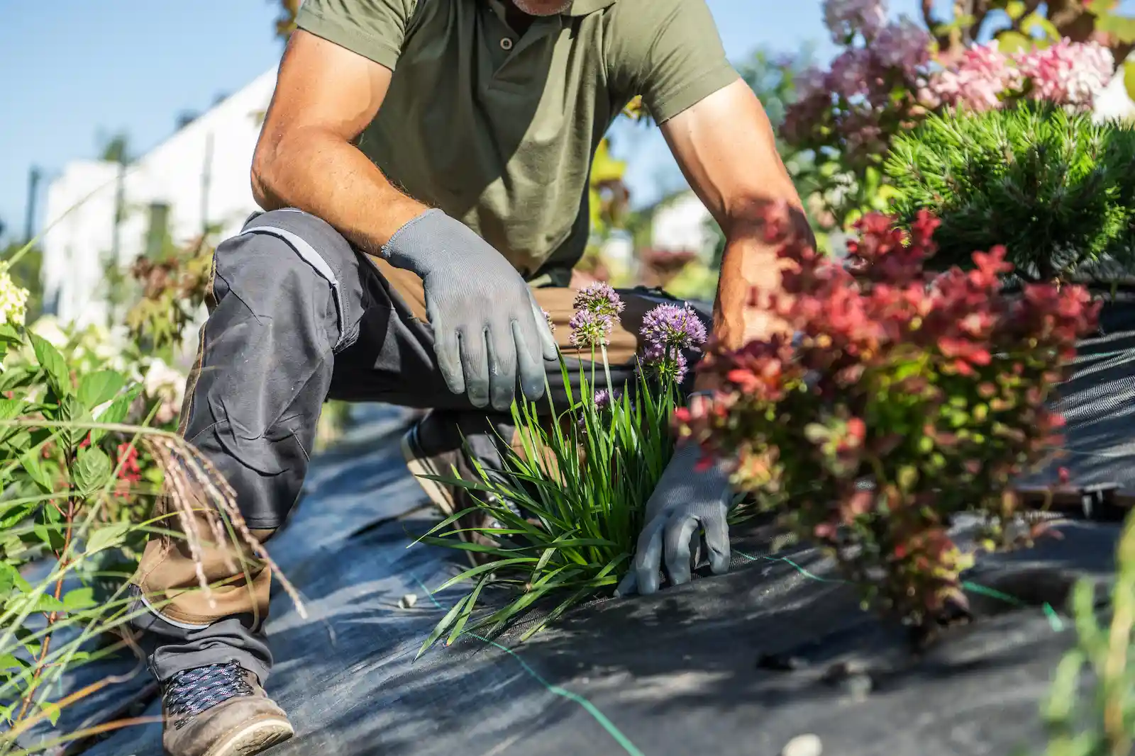 Photo d'un jardinier qui plante une fleur.