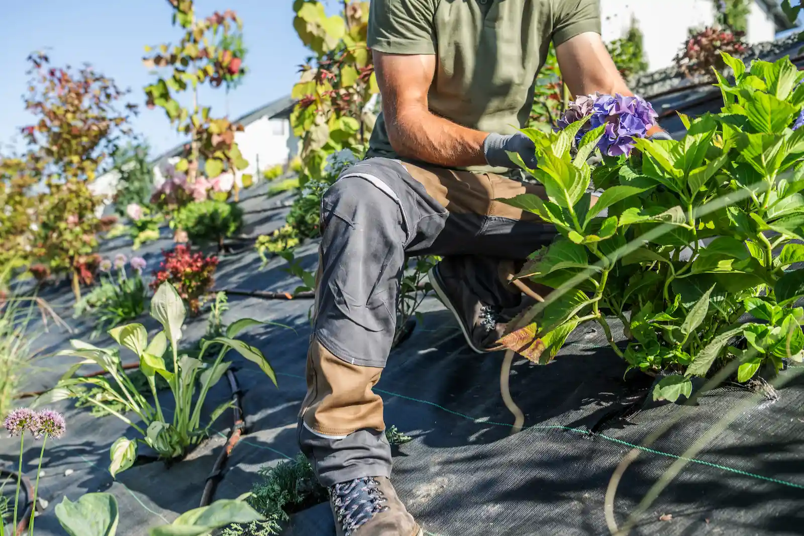 Entretien de jardins à Montpellier