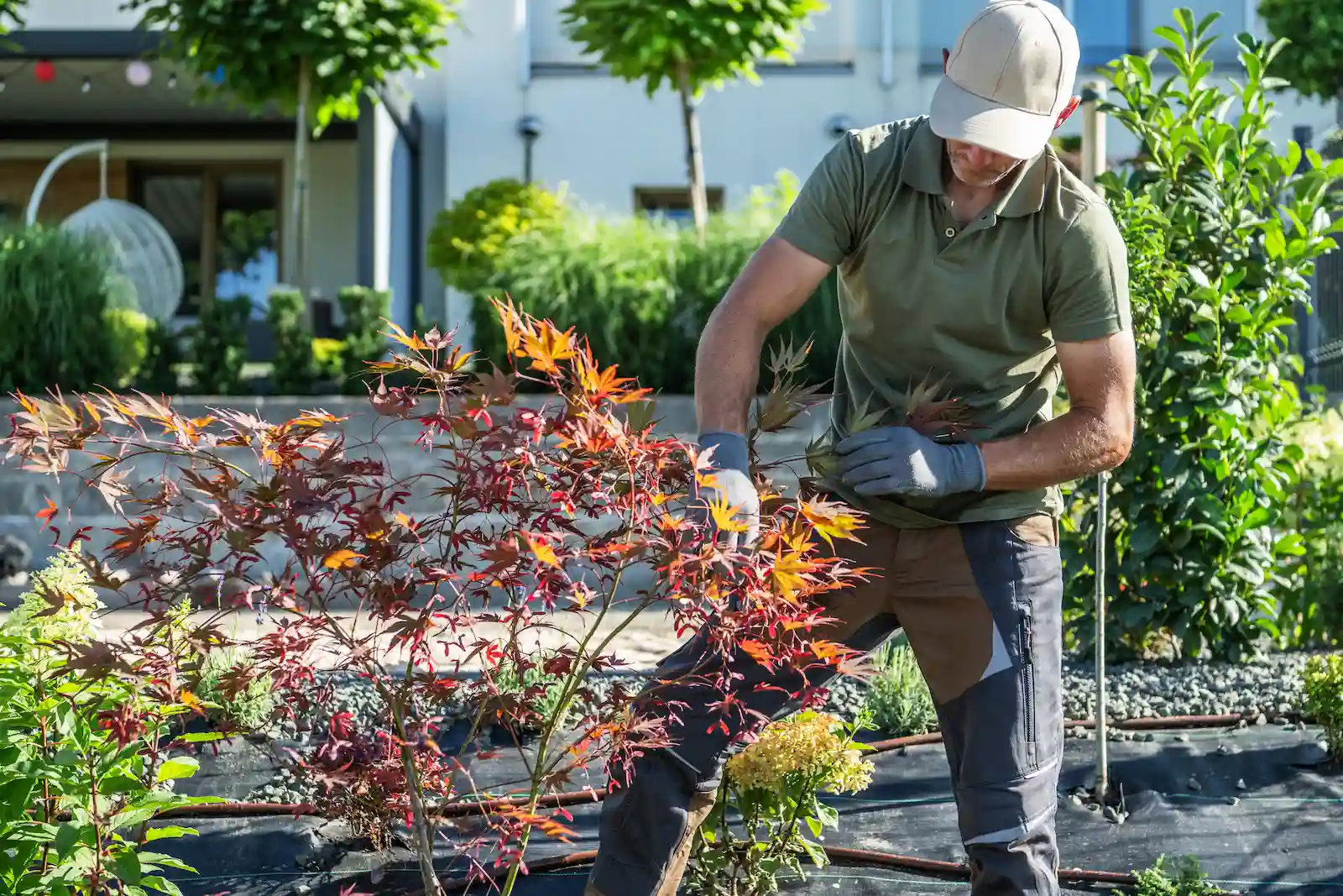 Photo d'un jardinier qui taille un arbuste.